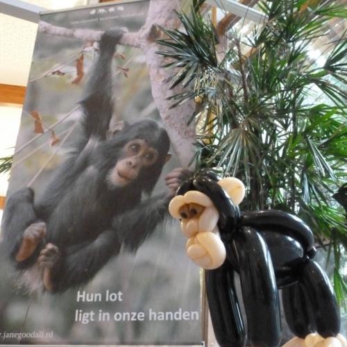 Een chimpansee bij Apenheul